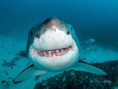 a great white shark with its mouth open