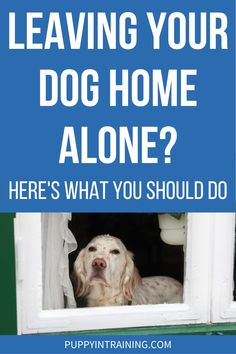 a dog looking out the window with text saying leaving your dog home alone? here's what you should do