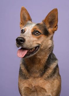 a brown and black dog sitting on top of a wooden floor next to a purple wall