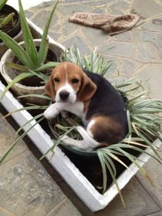 a beagle puppy sitting in a potted plant