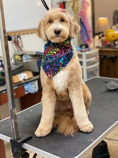 a dog sitting on top of a table wearing a bandana and looking at the camera