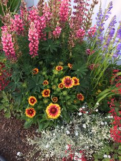 colorful flowers are growing in a garden bed