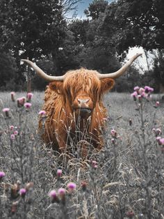 an animal with long horns standing in the middle of a field full of purple flowers