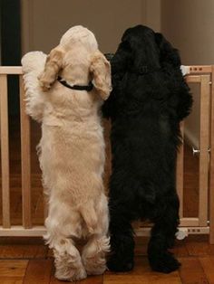 two dogs standing next to each other in front of a wooden fence with their paws on the railing