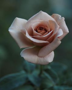 a pink rose with green leaves in the background