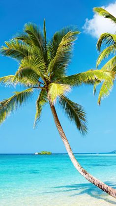 a palm tree on the beach with clear blue water