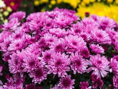 purple flowers are growing in the garden