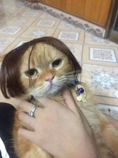 an orange cat with a wig on its head being held by someone's hand