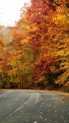 an empty road surrounded by colorful trees in the fall