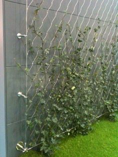 vines growing on the side of a building next to a fence with barbed wire around it