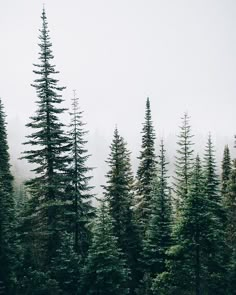 some very tall pine trees in the middle of a foggy forest with no leaves on them