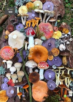 many different types of mushrooms on the ground