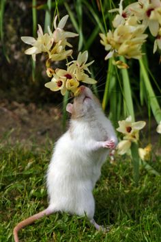 a white rat with yellow flowers on its head standing in the grass and looking up at it's tail