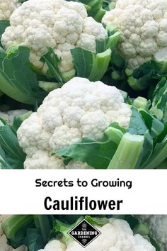 cauliflower with the title secrets to growing cauliflower on it's side