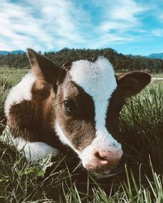 a brown and white cow laying in the grass