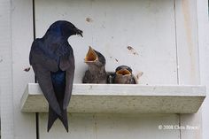 a bird is sitting on the ledge with its beaks open and three other birds are in front of it