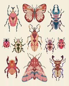 six different types of bugs and moths on a white background, each with an insect's wings