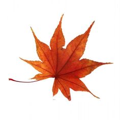 an orange maple leaf on a white background