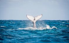 a white whale tail flups out of the water in front of a blue sky