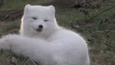 a white polar bear sitting in the grass