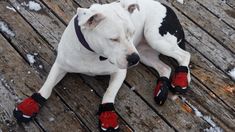 a white dog with black spots and red shoes laying on a wooden floor covered in snow