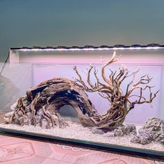 a fish tank filled with water and driftwood