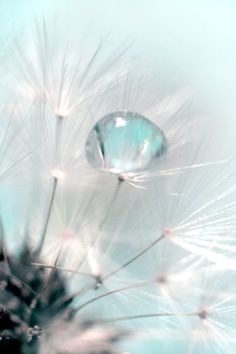 a dandelion with drops of water on it