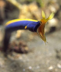 a blue and yellow fish swimming in an aquarium