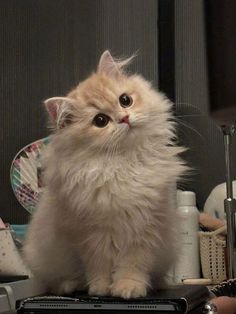 a fluffy white cat sitting on top of a table next to a hair dryer