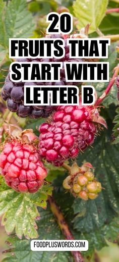 berries growing on a tree with the words 20 fruits that start with letter b above it