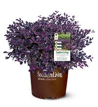 a potted plant with purple flowers in it's center and label on the top