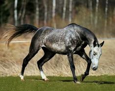 a black and white horse is running in the grass