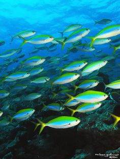 a school of fish swimming in the ocean