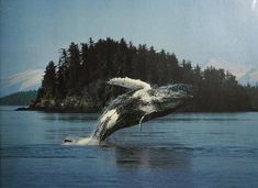 a humpback whale jumping out of the water in front of some pine trees