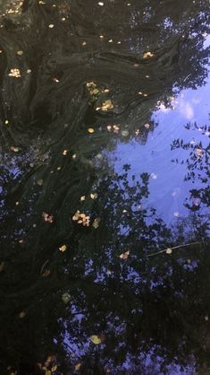 the reflection of trees and leaves in water