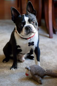 a small black and white dog sitting on the floor next to a toy rat