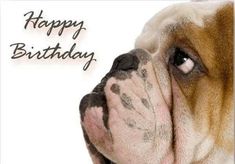 a close up of a dog's face with the words happy birthday on it