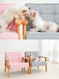 two cats are sitting on the same chair and one is playing with another cat's paw