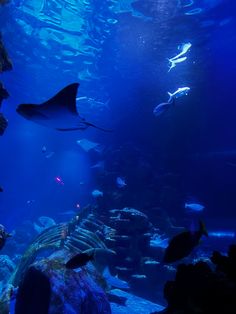 an aquarium filled with lots of different types of fish