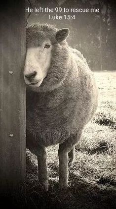 a sheep standing next to a wooden post in the grass and looking at the camera