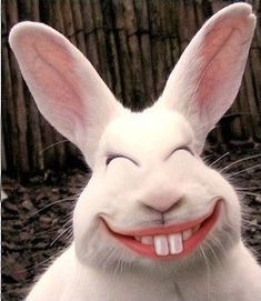 a white rabbit with its mouth open and tongue out