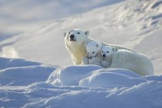 an adult polar bear with two cubs in the snow