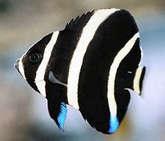 a black and white fish in an aquarium