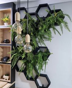 a plant hanging from the side of a wall next to shelves filled with vases