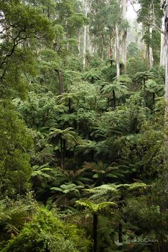 a forest filled with lots of tall trees and green plants on top of it's sides