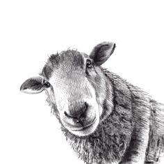 a black and white drawing of a sheep looking at the camera while standing in front of a white background