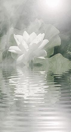 a large white flower floating on top of a body of water