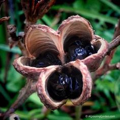 an open flower that is in the grass