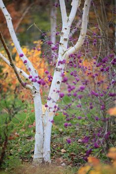 some white trees with purple flowers in the woods