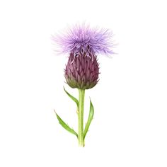 a purple flower with green stems on a white background